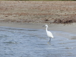 FZ027819 Little Egret on beach.jpg